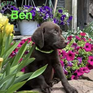Ben, Chocolate Labrador Retriever Puppy